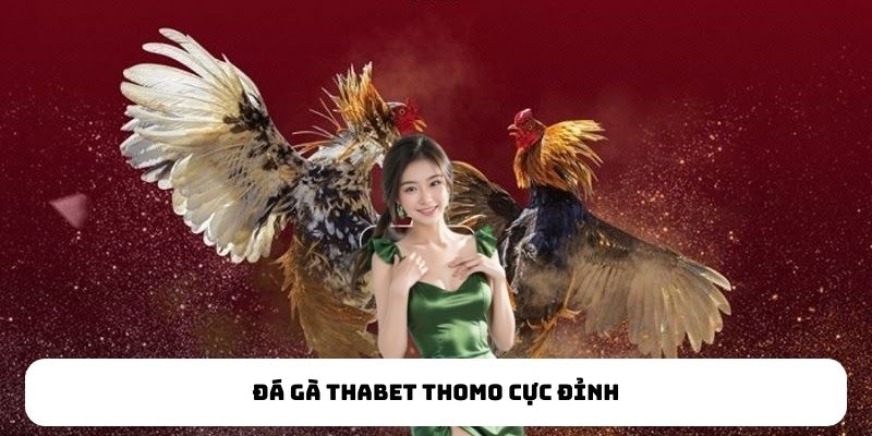 Những hình thức đá gà Thabet được yêu thích nhất