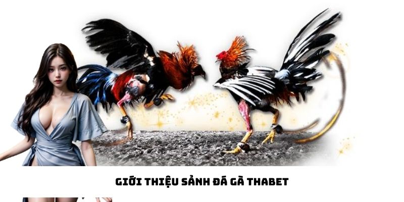 Giới thiệu đôi nét về sảnh đá gà Thabet
